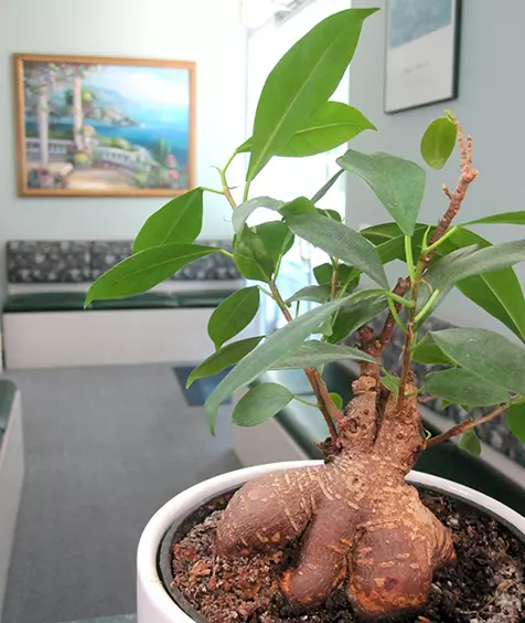 Ficus tree in the Kirkwood Dental office waiting room
